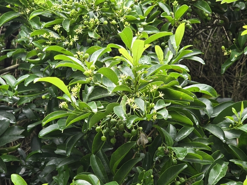 Acronychia pedunculata, photograph 1