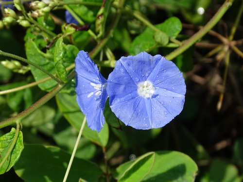 Jacquemontia pentanthos, photograph 1