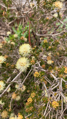 Melaleuca systena