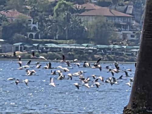 iNaturalist image