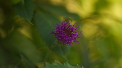 (c) haydenmolo, some rights reserved (CC BY) Vernonia arkansana, photograph (c) haydenmolo, some rights reserved (CC BY)