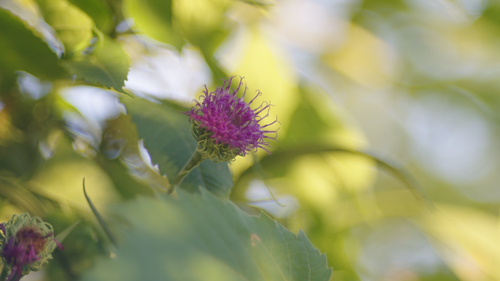 Vernonia arkansana, photograph 1
