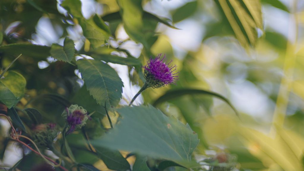 Vernonia arkansana; photograph (c) haydenmolo, some rights reserved (CC BY)