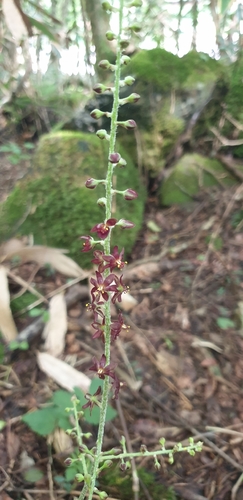 Veratrum maackii observed 2026-09-03