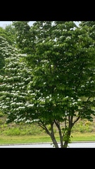 Cornus kousa
