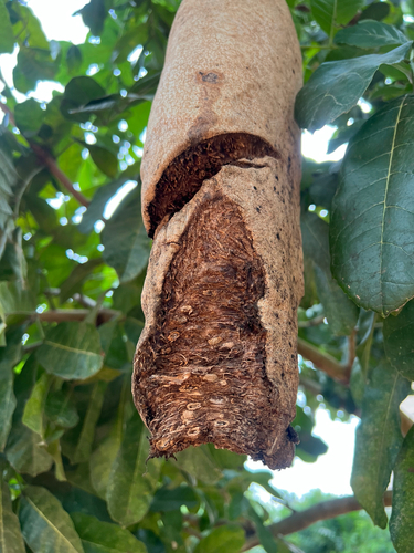 Sausage tree