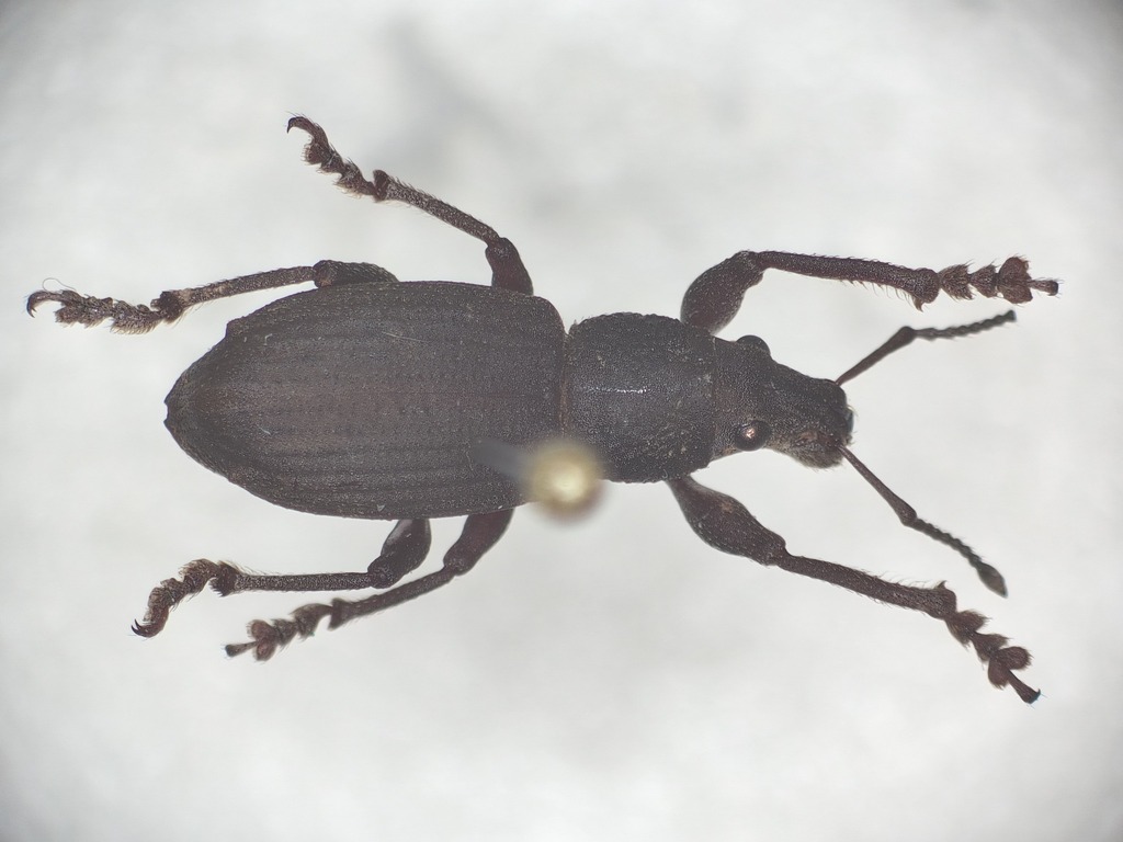 Prypnus trituberculatus