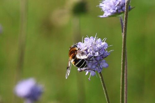 Eristalis jugorum