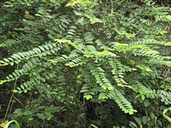 Bridelia tomentosa, photograph (c) Yu-Huang Wang, some rights reserved (CC BY)