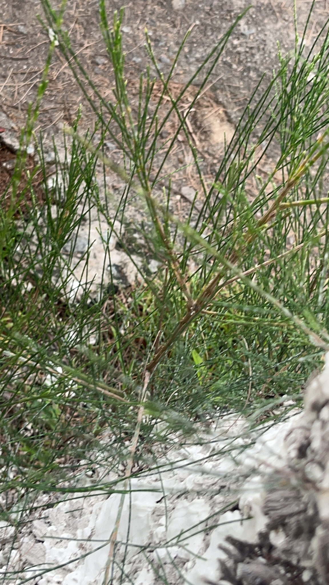 Casuarina equisetifolia — ảnh 2