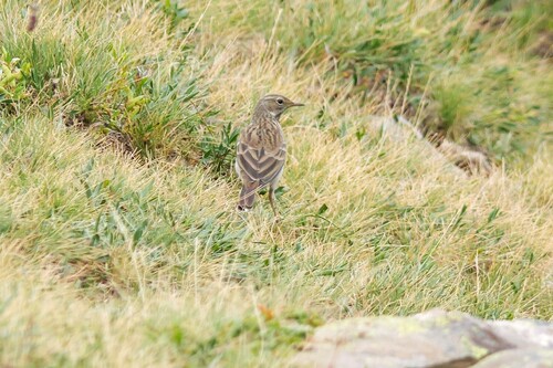 Water Pipit