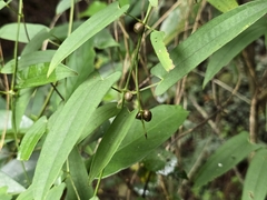 Dioscorea japonica