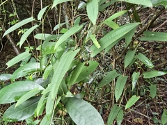 Dioscorea japonica, photograph (c) Yu-Huang Wang, some rights reserved (CC BY)