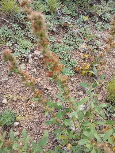 Lespedeza daurica, photograph 3