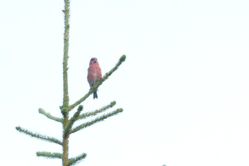 Red Crossbill