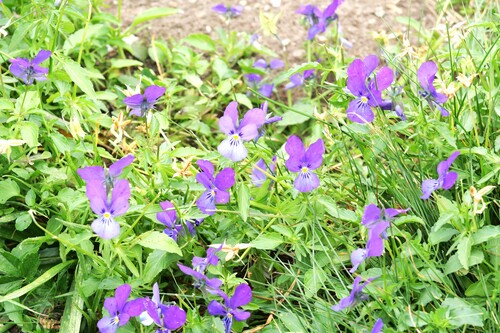 Viola dacica