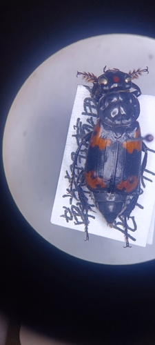 Nicrophorus nepalensis