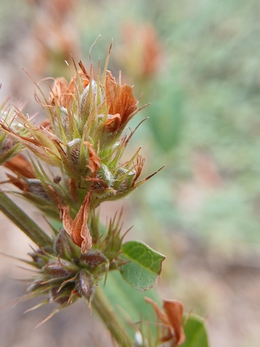 Lespedeza daurica, photograph 5