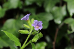 Pulmonaria officinalis