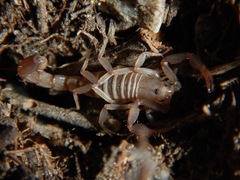 Serradigitus