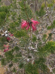 (c) Belinda Forbes, some rights reserved (CC BY) Melaleuca rupestris, photograph (c) Belinda Forbes, some rights reserved (CC BY)