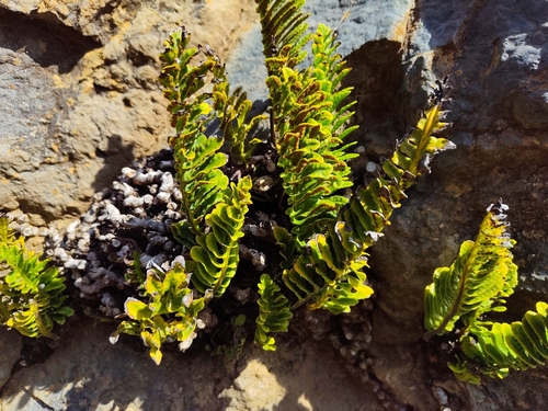 Polypodium pellucidum observed 2026-04-19