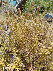 Teucrium flavum