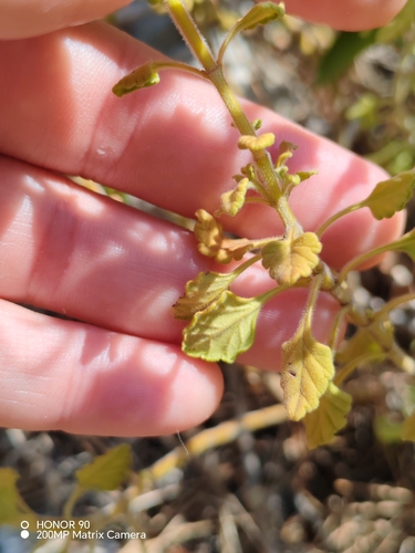 Teucrium flavum, photograph 2