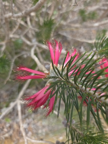 Melaleuca rupestris, photograph 4