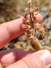 (c) Ljaž, some rights reserved (CC BY) Teucrium flavum, photograph (c) Ljaž, some rights reserved (CC BY)
