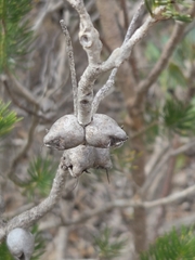 (c) Belinda Forbes, some rights reserved (CC BY) Melaleuca rupestris, photograph (c) Belinda Forbes, some rights reserved (CC BY)