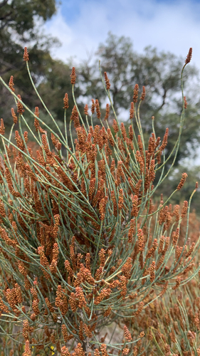 Allocasuarina humilis