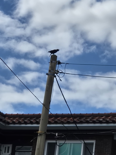 Large-billed Crow