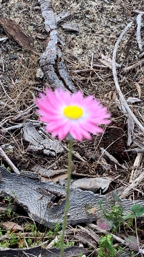 Rhodanthe chlorocephala, photograph 3