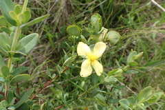 Hypericum crux-andreae