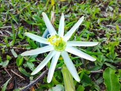 Passiflora mucronata