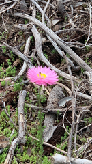 Rhodanthe chlorocephala, photograph (c) Millie Brady, some rights reserved (CC BY)