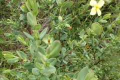 Hypericum crux-andreae