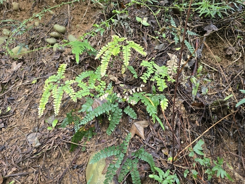 Adiantum flabellulatum, photograph 3