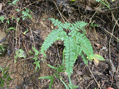 Adiantum flabellulatum, photograph 4