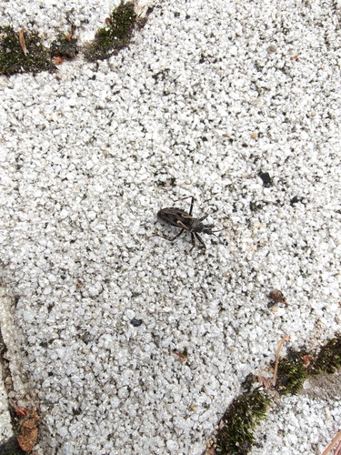 Acanthaspis cincticrus