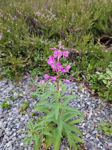 fireweed