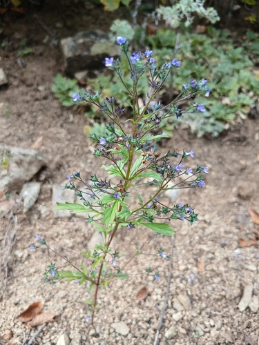 Amethystea caerulea