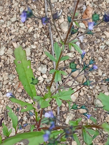 Amethystea caerulea, photograph 2