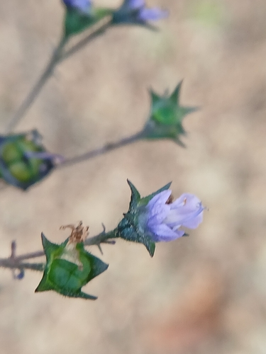 Amethystea caerulea, photograph 3