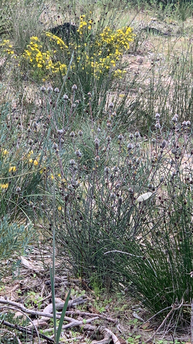 Petrophile linearis, photograph 5