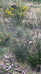 (c) Millie Brady, some rights reserved (CC BY) Petrophile linearis, photograph (c) Millie Brady, some rights reserved (CC BY)