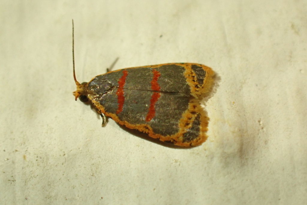 Sanguinograptis rubidissecta
