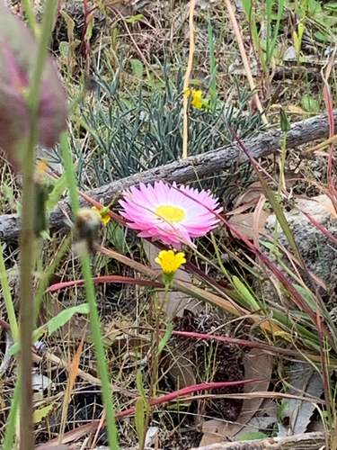 Rhodanthe chlorocephala, photograph 1