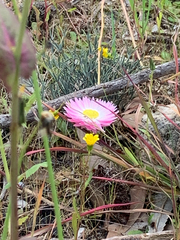 Rhodanthe chlorocephala, photograph (c) Millie Brady, some rights reserved (CC BY)